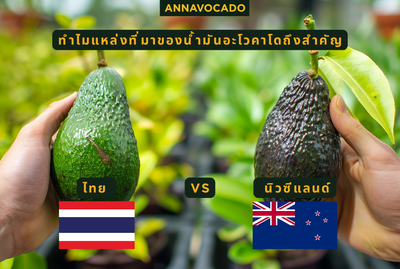 ทำไมแหล่งที่มาของน้ำมันอะโวคาโดถึงสำคัญ: ไทย vs นิวซีแลนด์